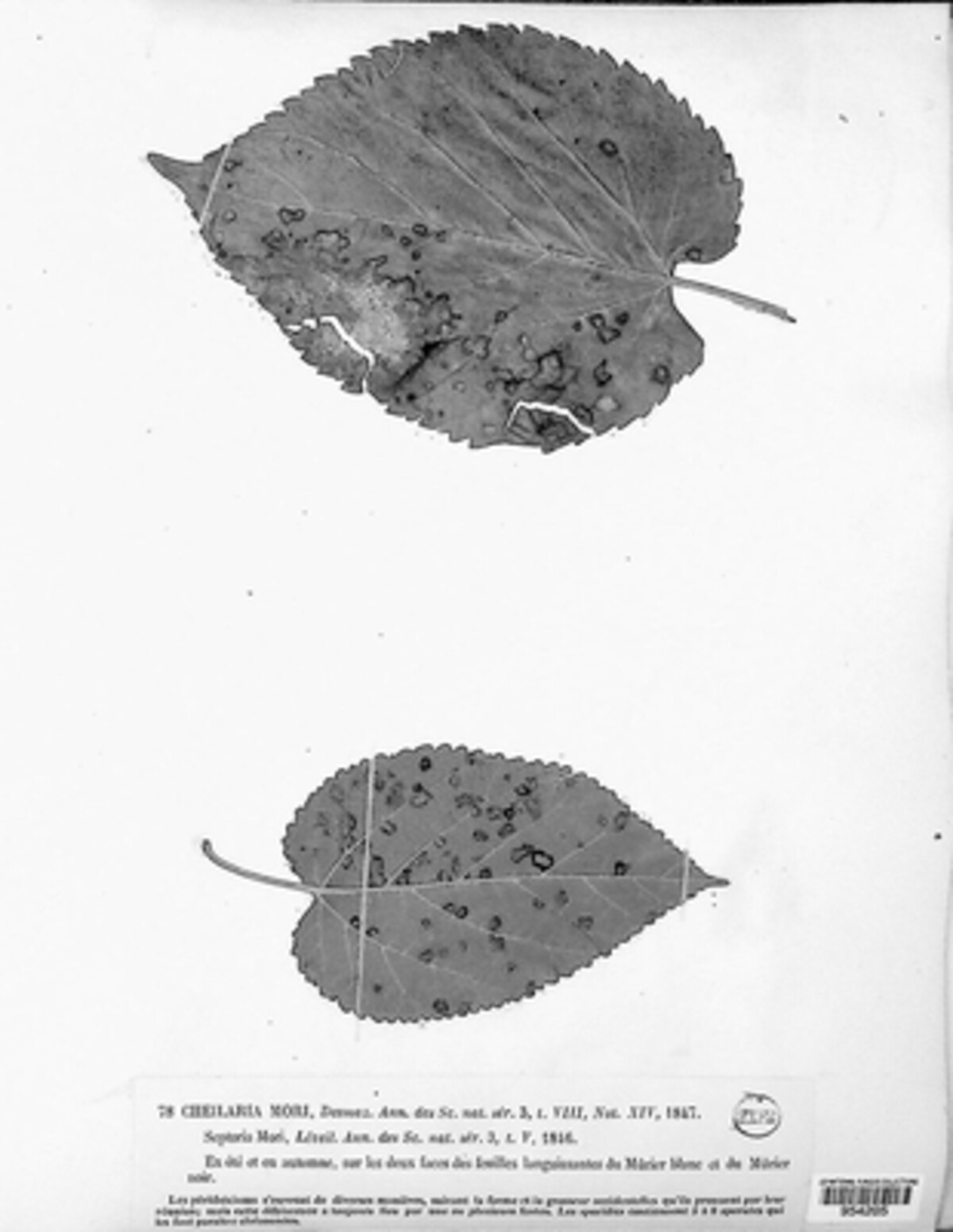 Cheilaria mori image